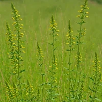 Tall Agrimony