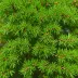 Taxus baccata