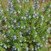 Teucrium fruticans