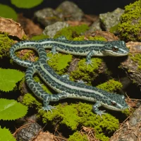 Taiwan Salamander