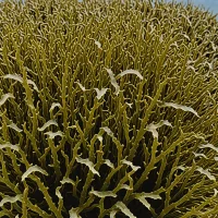 Toothed Wrack (Fucus serratus)