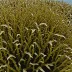 Toothed Wrack (Fucus serratus)