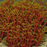 Turnerella pennyi