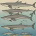 True's Beaked Whale