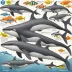 Type D Killer Whale