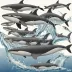 Type B Killer Whale