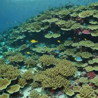 Tulear Reef