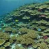 Tulear Reef
