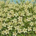 Tunisian Jasmine Revolution