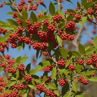 Toyon Berry (Heteromeles arbutifolia)