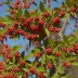 Toyon Berry (Heteromeles arbutifolia)