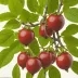 Tamarillo (Solanum betaceum)