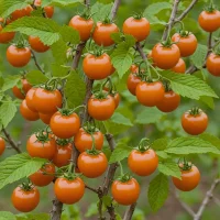 Tomate de Arbol (Cyphomandra betacea)