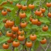 Tomate de Arbol (Cyphomandra betacea)