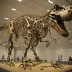 Trix (T. rex RCE R08001)