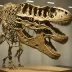 Tristan Otto (T. rex MB.R.91216)