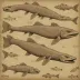 Tiktaalik roseae