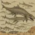 Temnodontosaurus platyodon
