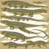 Tanystropheus hydroides