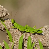 Three-lobed Grasshopper (Trilophidia annulata)