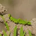 Three-lobed Grasshopper (Trilophidia annulata)