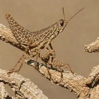 Tawny-winged Grasshopper (Encoptolophus sordidus costalis)