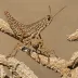 Tawny-winged Grasshopper (Encoptolophus sordidus costalis)