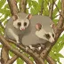 Tate's woolly mouse opossum