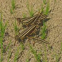 Three-banded Grasshopper (Hadrotettix trifasciatus)