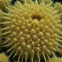 Tromikosoma pallidum