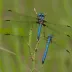 Three-striped Dasher
