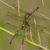 Two-striped Forceptail