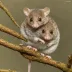 Tasmanian pygmy possum