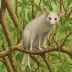 Tschudi's slender opossum