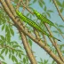 Tree Locust (Anacridium melanorhodon)