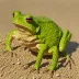 Toad Grasshopper (Poekilocerus bufonius)