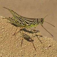 Transverse-banded Grasshopper (Gastrimargus transversus)