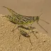 Transverse-banded Grasshopper (Gastrimargus transversus)