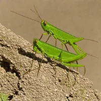 Three-crested Grasshopper (Trilophidia annulata)