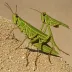 Truxalis grandis