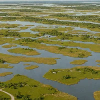 Taylors Island Marshes