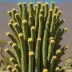 Totem Pole Cactus (Pachycereus schottii var. monstrosus)