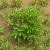 Thyme