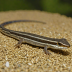 Tejuin Skink