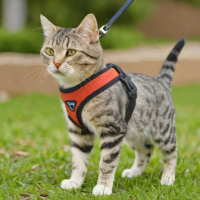 TuffiPet Cat Harness