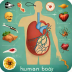 The Human Body by Tinybop