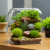 Terrarium Time Complete Starter Kit