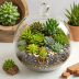 TerraCotta Studio DIY Terrarium Kit