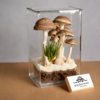 The Urban Mushroom - Oyster Kit
