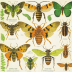 The Audubon Society Field Guide to North American Insects and Spiders